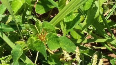 Acalypha petiolaris, photographed by grabbarg