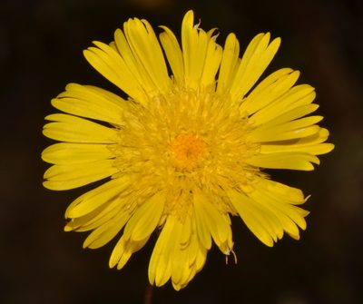 Podolepis aristata, photographed by T. Hammer