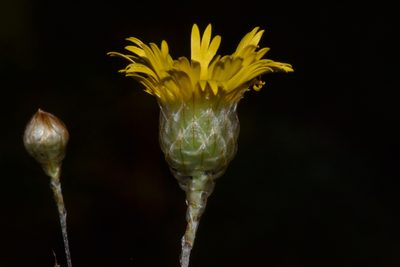 Podolepis aristata, photographed by T. Hammer