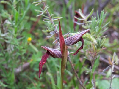 Serapias strictiflora, photographed by Yves Bas