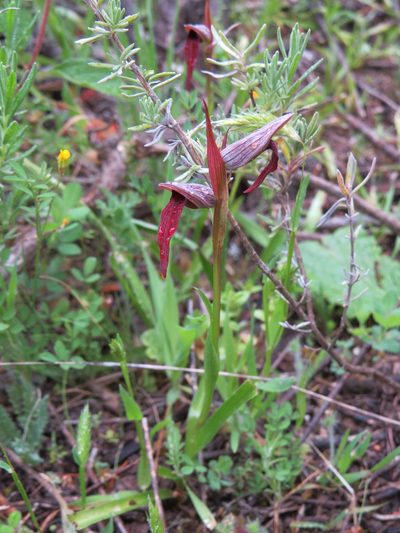 Serapias strictiflora, photographed by Yves Bas