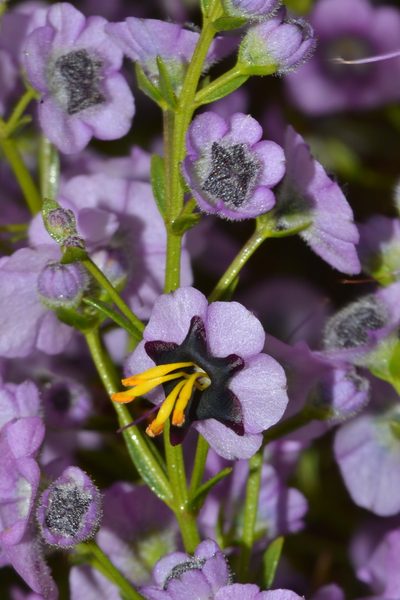 Cyanostegia microphylla, photographed by T. Hammer
