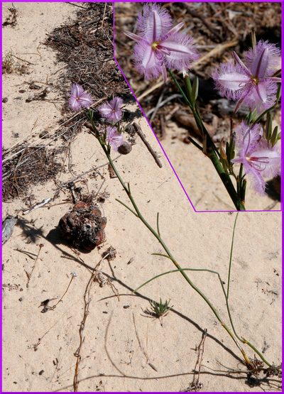 Thysanotus sparteus, photographed by Margaret Langley