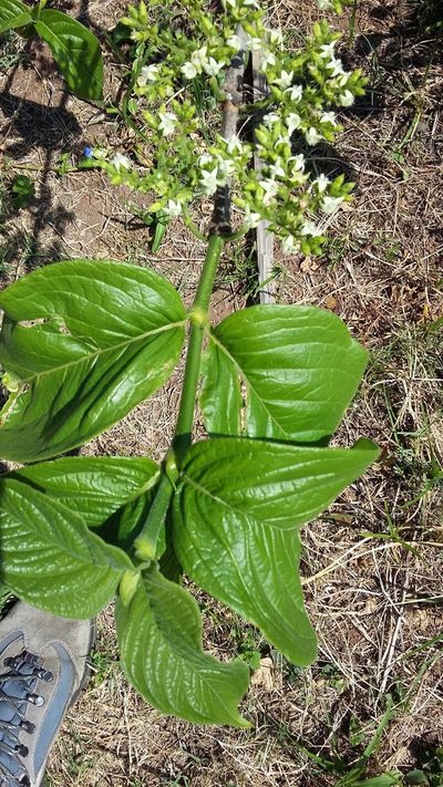 Vangueria venosa, photographed by grabbarg