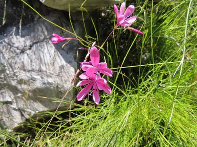 Geissorhiza burchellii, photographed by linkie