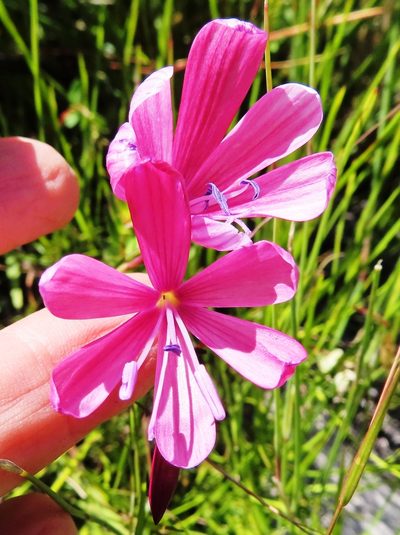 Geissorhiza burchellii, photographed by linkie