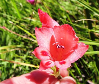 Gladiolus oreocharis, photographed by linkie