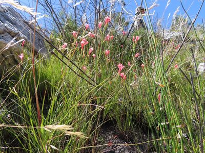 Gladiolus oreocharis, photographed by linkie