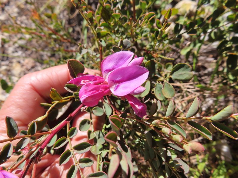 Indigofera langebergensis, photographed by linkie