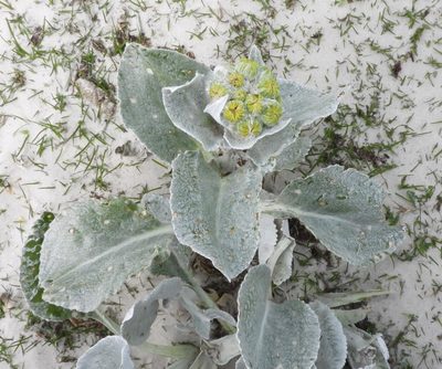 Senecio candidans, photographed by desertnaturalist