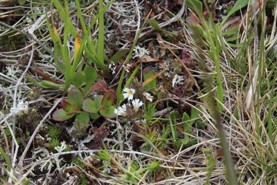 Euphrasia ossica, photographed by Dmitriy Bochkov