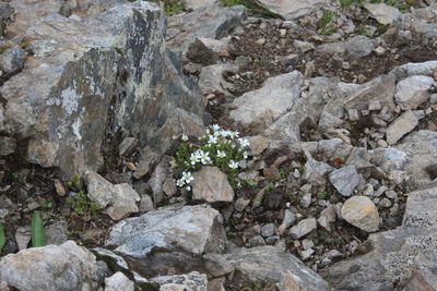 Pseudocherleria imbricata, photographed by Dmitriy Bochkov