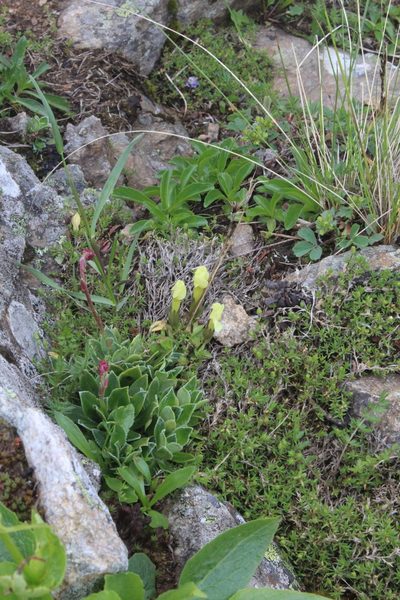 Saxifraga kolenatiana, photographed by Dmitriy Bochkov
