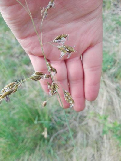 Patzkea paniculata, photographed by Gabriel Mayrhofer