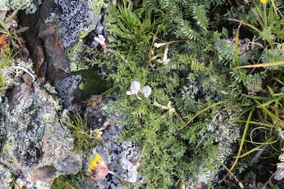 Astragalus levieri, photographed by Dmitriy Bochkov