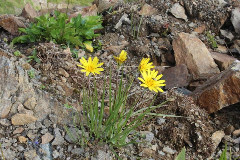 Tragopogon reticulatus, photographed by Dmitriy Bochkov