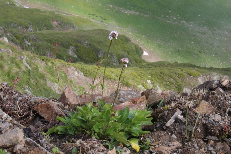 Valeriana alpestris, photographed by Dmitriy Bochkov
