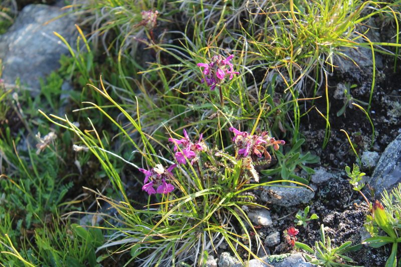 Pedicularis caucasica, photographed by Dmitriy Bochkov