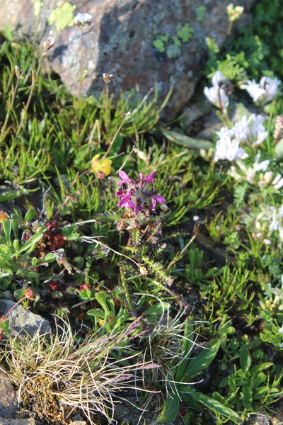 Pedicularis caucasica, photographed by Dmitriy Bochkov