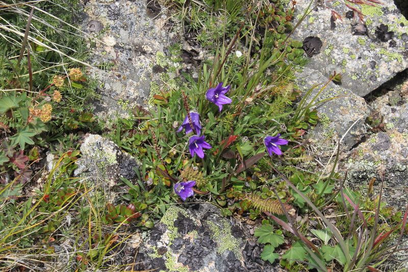 Campanula saxifraga, photographed by Dmitriy Bochkov