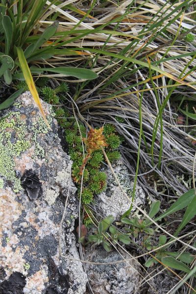 Saxifraga caucasica, photographed by Dmitriy Bochkov