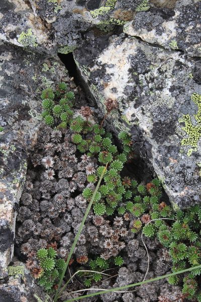 Saxifraga caucasica, photographed by Dmitriy Bochkov