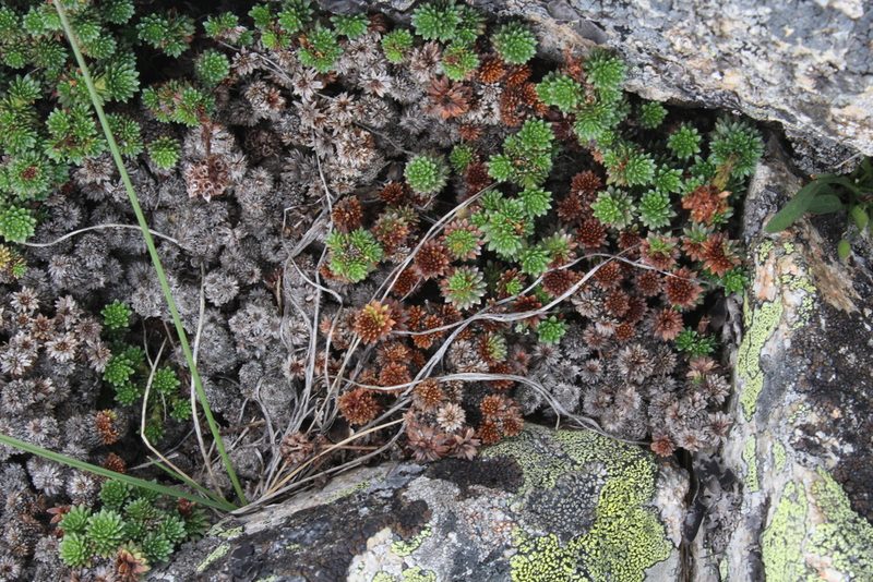 Saxifraga caucasica, photographed by Dmitriy Bochkov