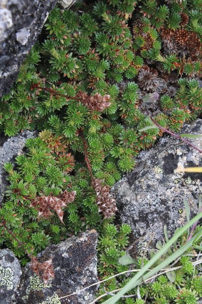 Saxifraga caucasica, photographed by Dmitriy Bochkov