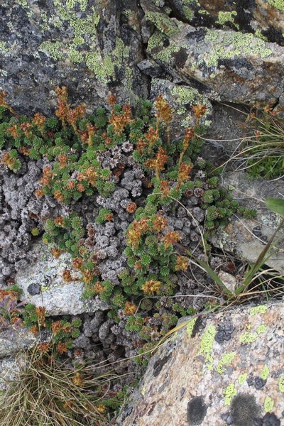 Saxifraga caucasica, photographed by Dmitriy Bochkov