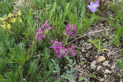 Pedicularis caucasica, photographed by Dmitriy Bochkov