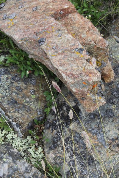 Alopecurus glacialis, photographed by Dmitriy Bochkov