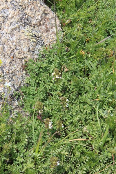 Euphrasia ossica, photographed by Dmitriy Bochkov