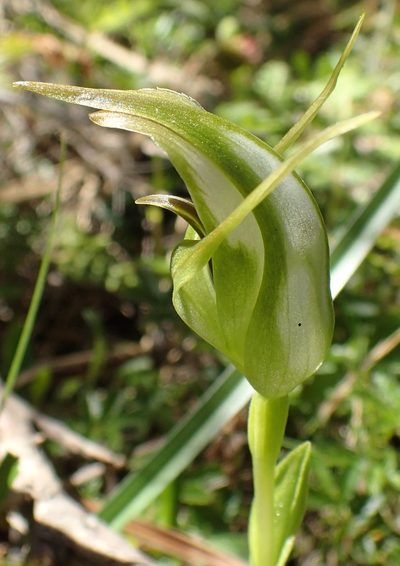 Pterostylis lustra, photographed by corunastylis