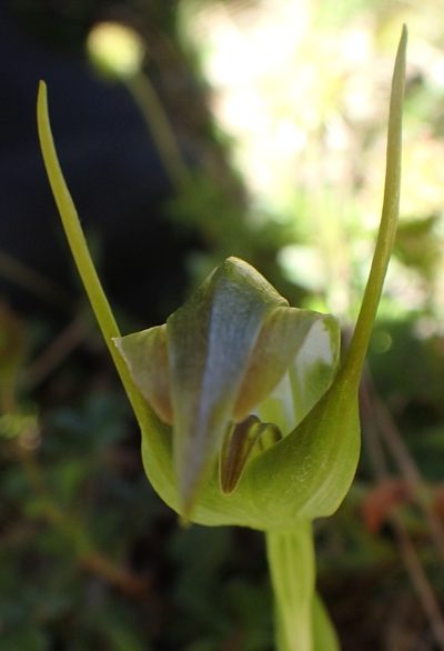 Pterostylis lustra, photographed by corunastylis