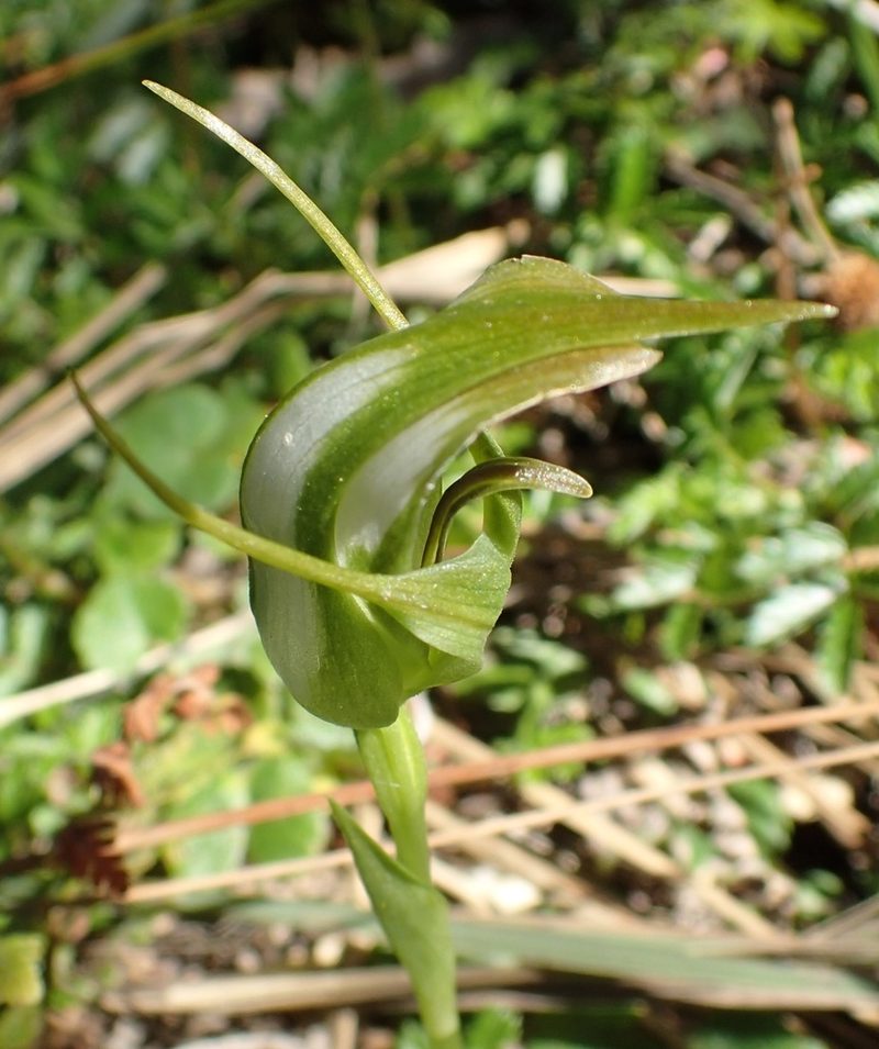 Pterostylis lustra, photographed by corunastylis