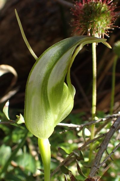 Pterostylis lustra, photographed by corunastylis