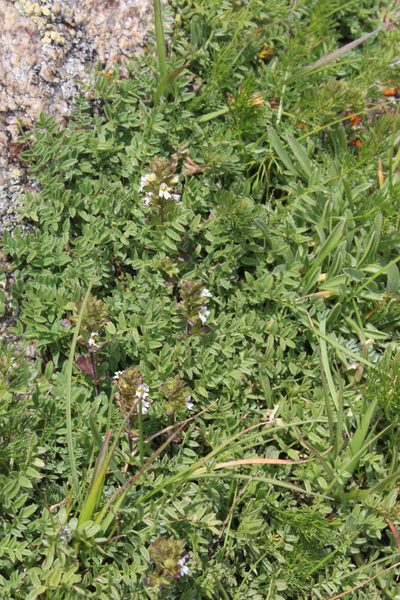 Euphrasia ossica, photographed by Dmitriy Bochkov