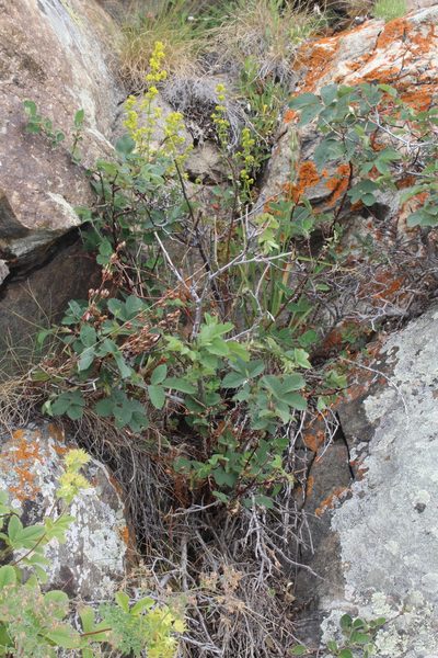 Rosa livescens, photographed by Dmitriy Bochkov