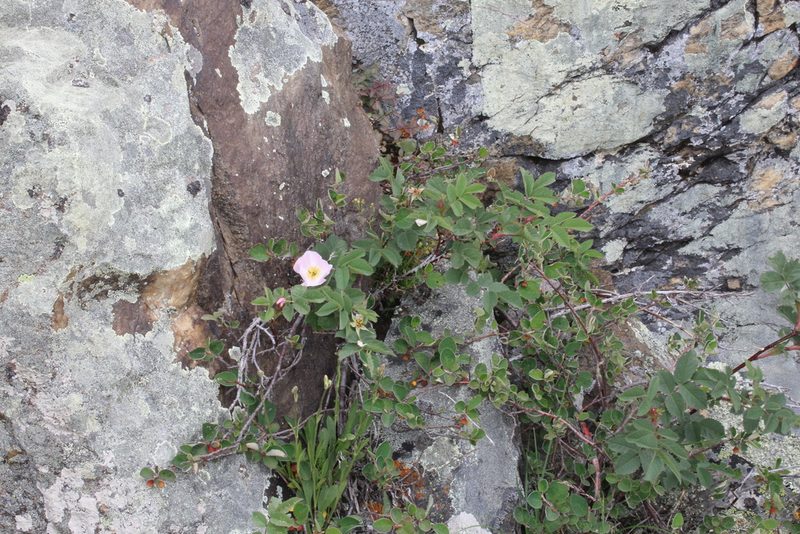 Rosa livescens, photographed by Dmitriy Bochkov