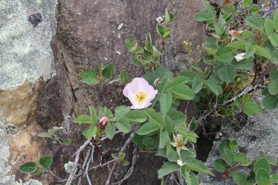 Rosa livescens, photographed by Dmitriy Bochkov