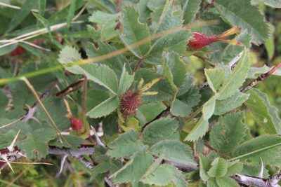 Rosa livescens, photographed by Dmitriy Bochkov
