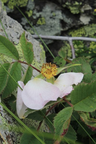 Rosa livescens, photographed by Dmitriy Bochkov
