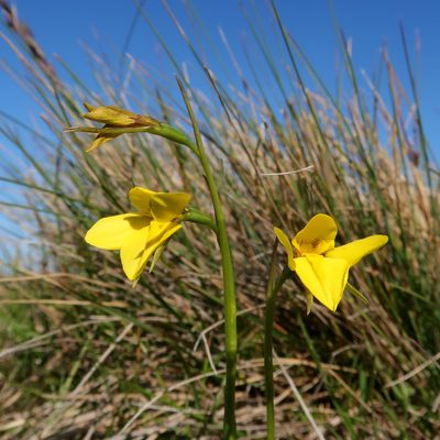 Diuris monticola, photographed by Cowirrie