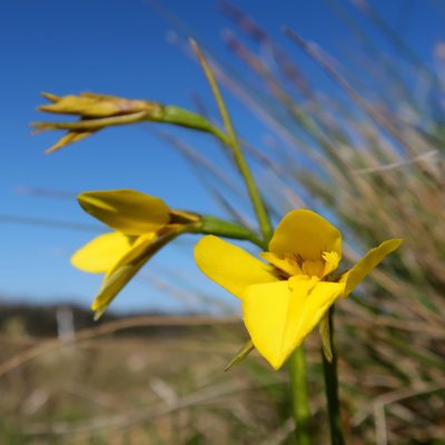 Diuris monticola, photographed by Cowirrie
