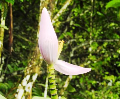 Musa ornata, photographed by Pedro Henrique Maloso Ramos