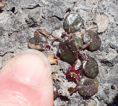 Centella cordifolia, photographed by corunastylis