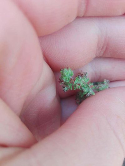Galium maritimum, photographed by Gabriel Mayrhofer