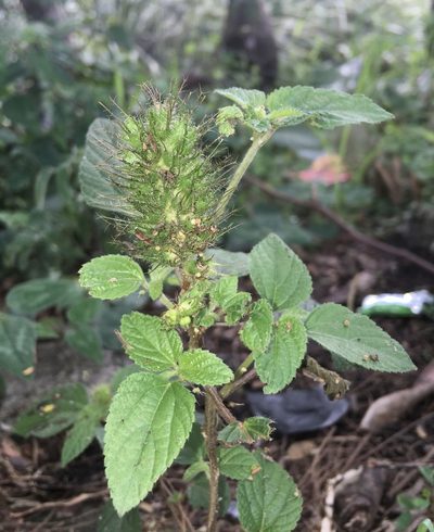 Acalypha alopecuroidea, photographed by Andrew J. Crawford