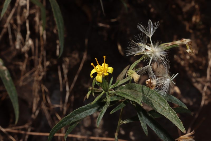 Trixis hyposericea, photographed by alejandrozab