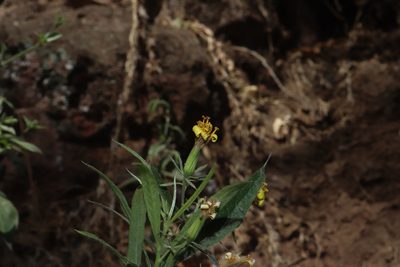 Trixis hyposericea, photographed by alejandrozab